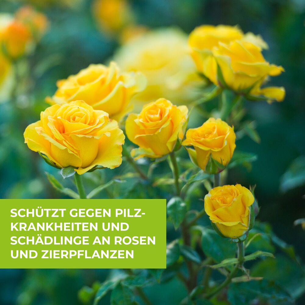 Protect Garden Curamat AZ Rosen Kombi-Set image number 6