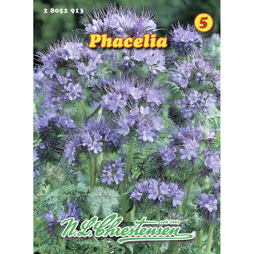 Saatgut Phacelia ca. 10 m&sup2;